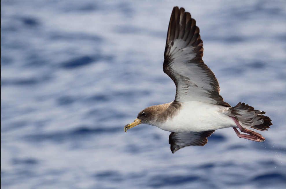 Campagne “De eerste reis” 2024 - Adrian Hoteles