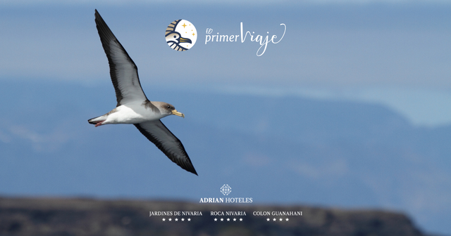 ADRIAN Hotels schlie&szlig;t sich der Schutzkampagne des Panzersturmtauchers von &bdquo;El Primer Viaje&ldquo; (Der erste Flug) an - Adrian Hoteles